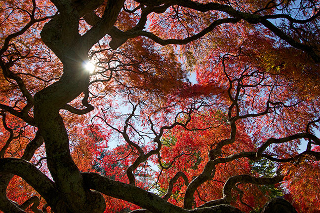 Spiderleaf Japanese Maple, Planting Fields State Park, Long Island