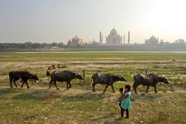 Water Buffaloes with Taj Mahal in the background