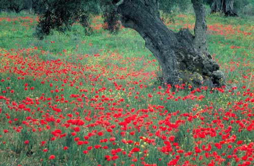 Olive tree in poppy field, Portugal