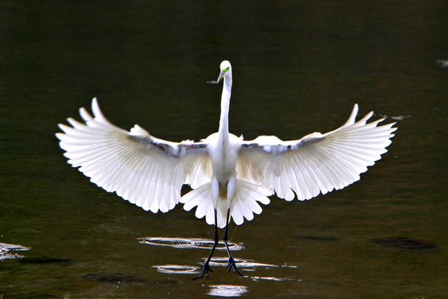 Egret landing, Sunken Meadow State Park, New York