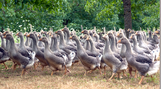 Goose stepping, Dordogne, France
