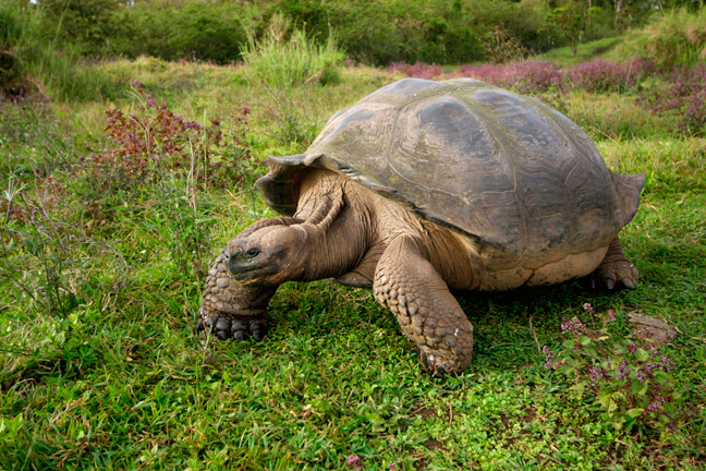Highland Galapagos Tortoise, Ecuador