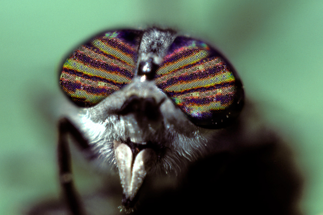 Horsefly face, Badlands, South Dakota