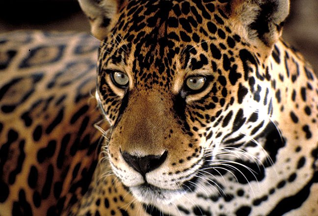 Jaguar, Amazonas, Brazil