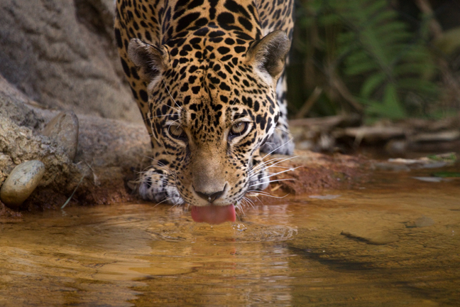 Jaguar, Palm Beach Zoo