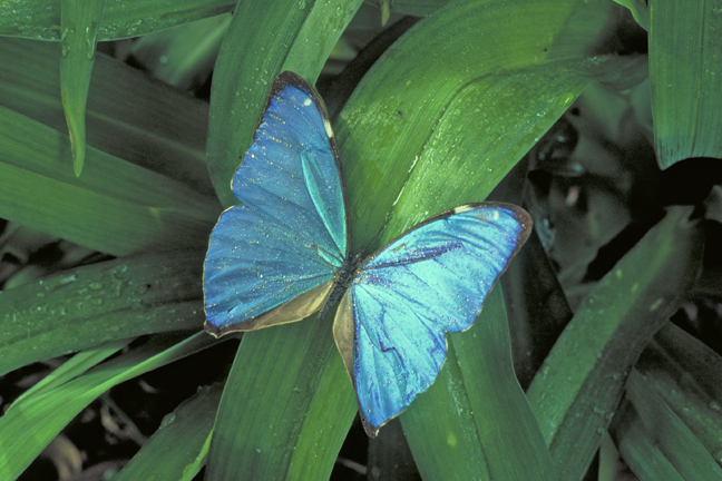 Morpho Butterfly, Amazonas, Brazil
