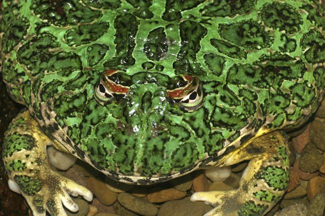 Ornate Horned Frog, Amazonas, Brazil