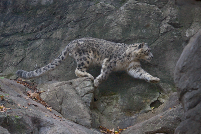 Snow leopard, Bronx zoo, New York