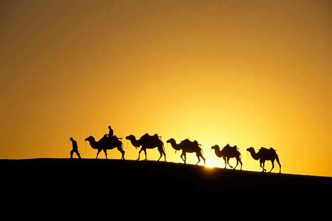 Sunrise camel caravan, China