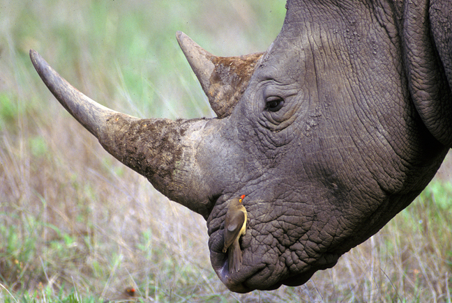White Rhino with red billed oxpecker, South Africa