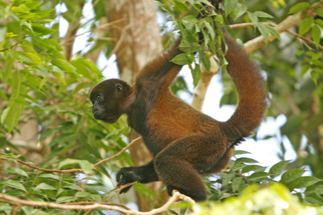 Wooly monkey on the move, Amazon Rainforest, Peru