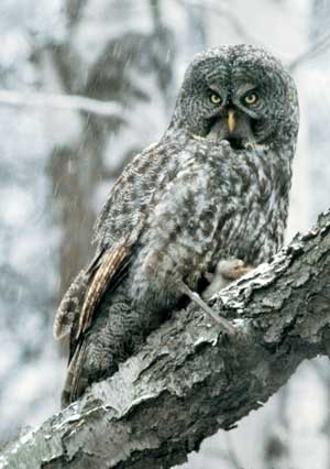 Great Gray Owl, Long Island