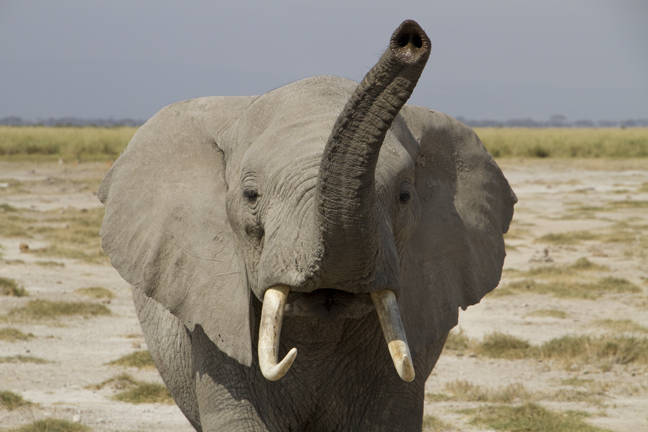 Teenager elephant male salute, Amboseli Park, Kenya