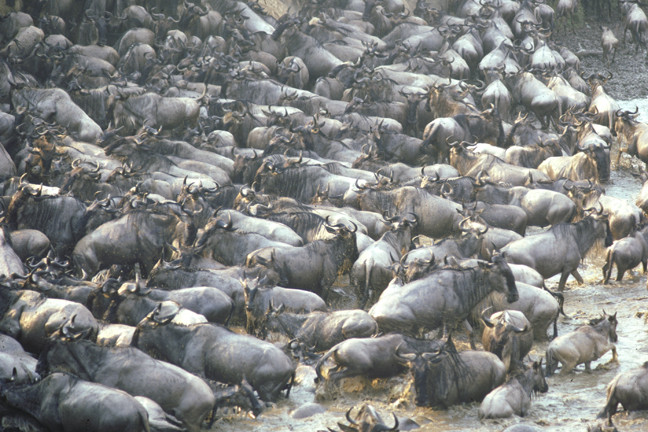 Wildebeest river crossing panic, Masai Mara game Reserve, Kenya