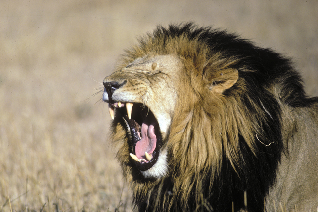 Black-maned Lion yawn, Masai Mara Game Reserve