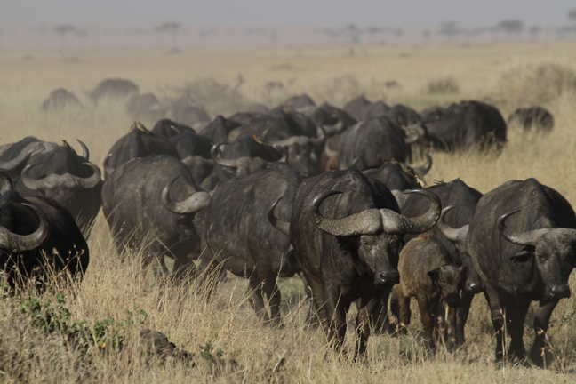 Cape buffaloes heading for water, Masai Mara game Reserve