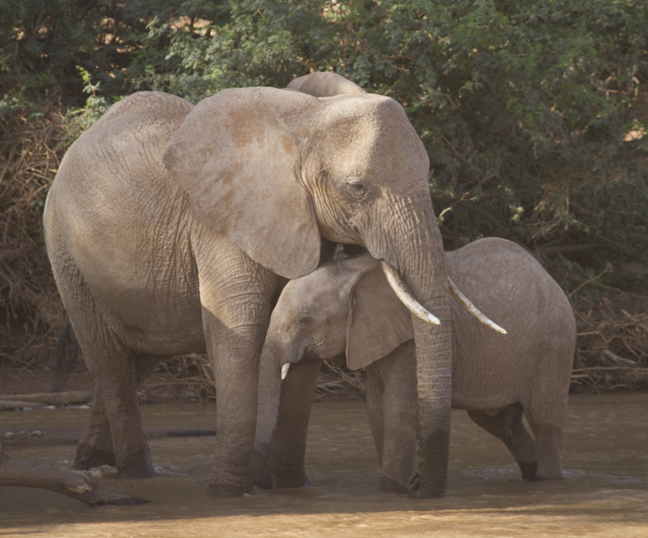 Elephant mother sheltering her baby during wind storm, Samburu Game Reserve