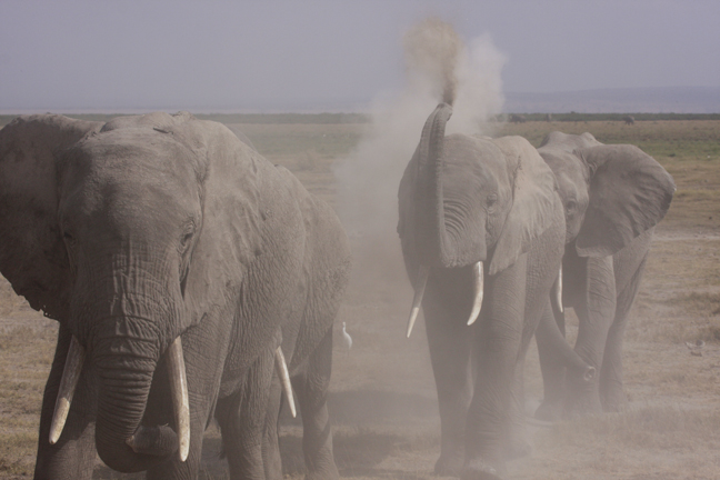 Teenage elephant dust bath, Amboseli