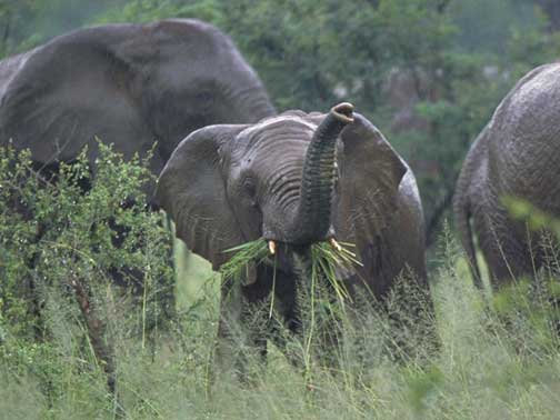 Baby Elephant sniffing the air, Serengeti Tanzania