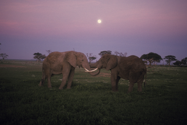Teenage elephant moonlight wrestling match, Amboseli park, Kenya