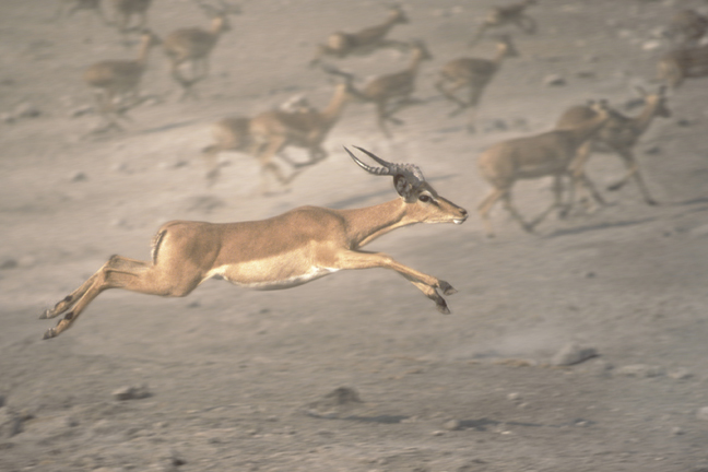 Impala on the run, Etosha Pan, Namibia