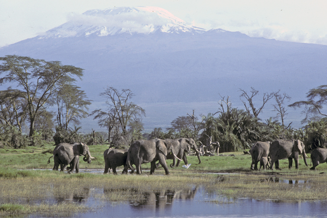 Elephant herd and Mt. Kilimanjaro, Kenya