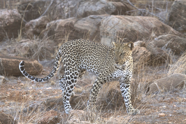 Leopard at dusk, Samburu Gane Reserve, Kenya