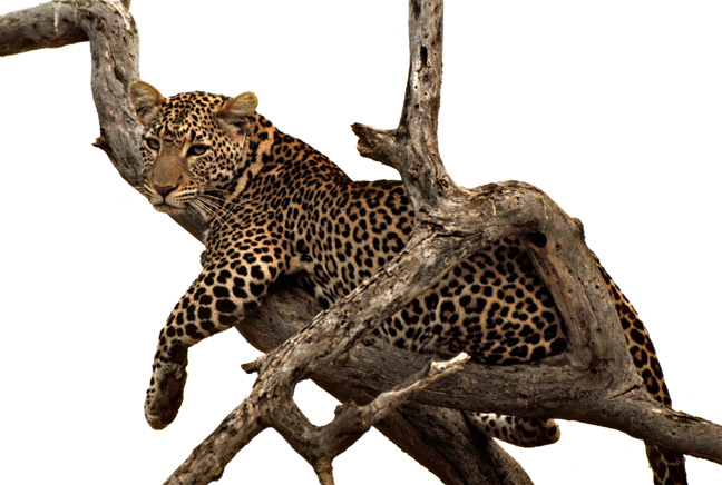 Leopard at Samburu National Reserve, Kenya