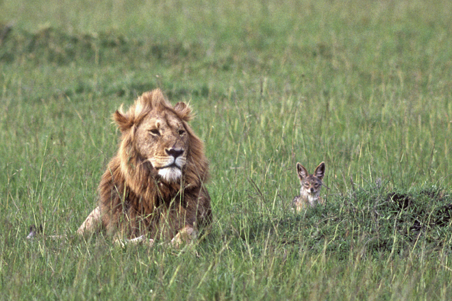 Unlikely partners, Lion and Black-backed Jackal, Masai Mara Game Reserve, Kenya