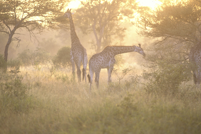 Giraffes at sunrise, Sabi Sabi Game Reserve, South Africa