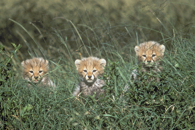 Cheetah cubs, Masai Mara Game Reserve, Kenya