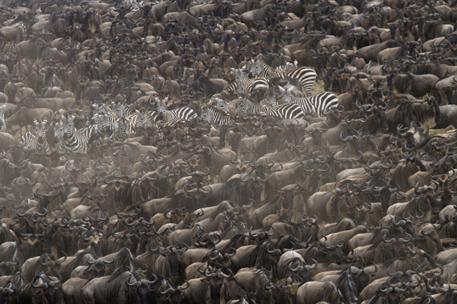 Wildebeest  & Zebra traffic jam, Masai Mara, Kenya