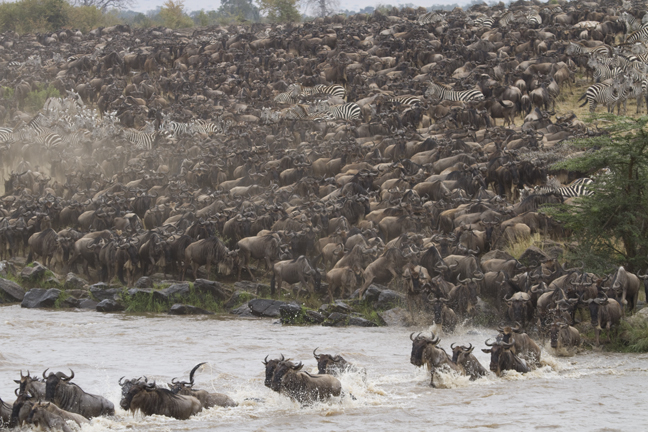 Wildebeest  & Zebra river crossing, Mara River, Kenya