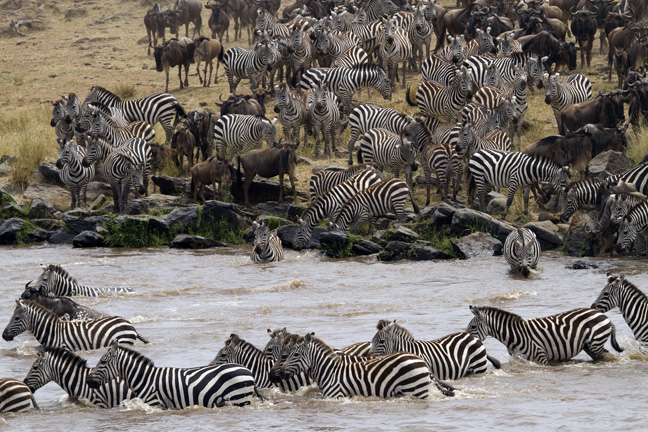 Mara river Zebra crossing