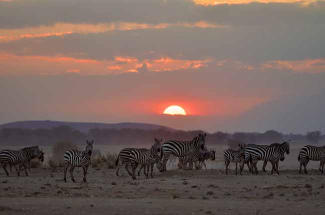 Zebras at Sunset Amboseli, Kenya