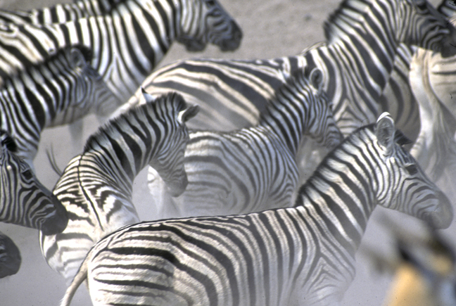 Zebra stampede, Etosha Pan, Nambia