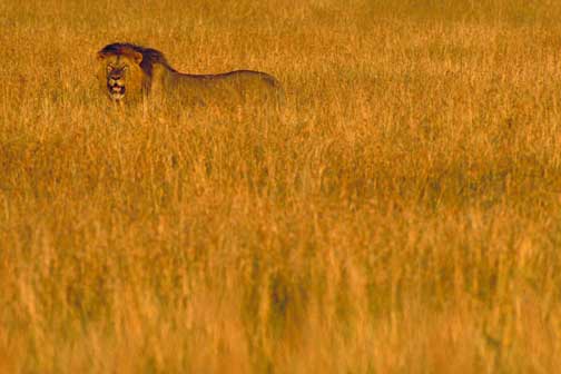 Black mane lion on the prowl