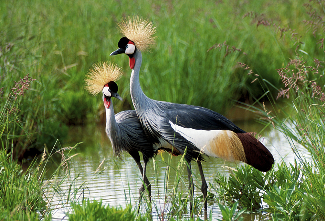 Crowned Cranes, Ngorongoro Crater, Tanzania