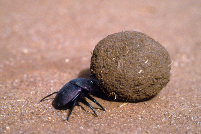 Dung Beetle Tsavo, Kenya
