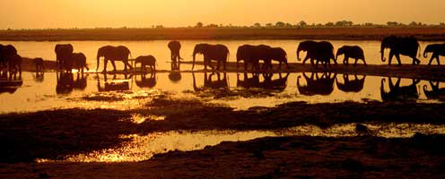 Elephants at Dusk, Chobe, Botswana