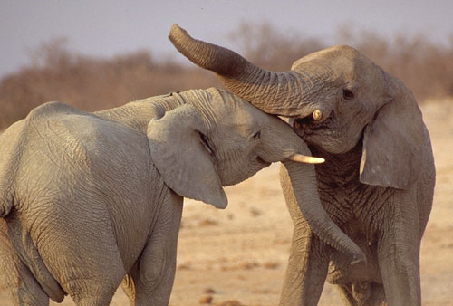 Elephant wrestling match, Etosha Pan, Namibia