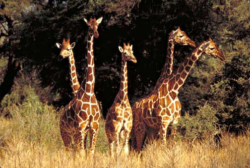 Reticulated Giraffes on the look out