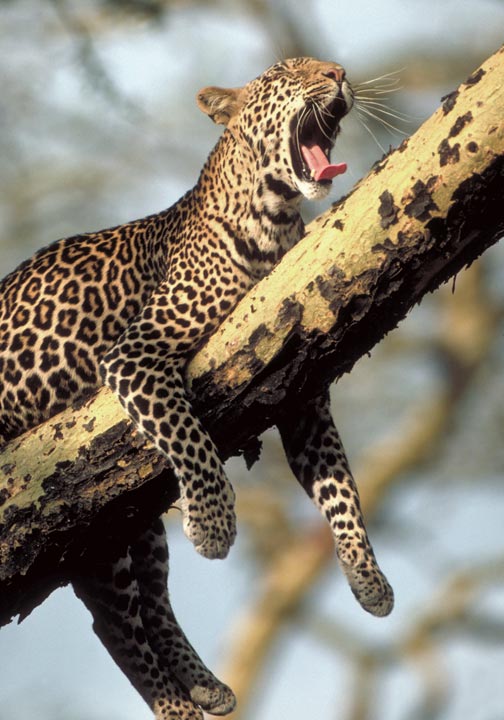Yawning Pregnant Leopard Serengeti Tanzania