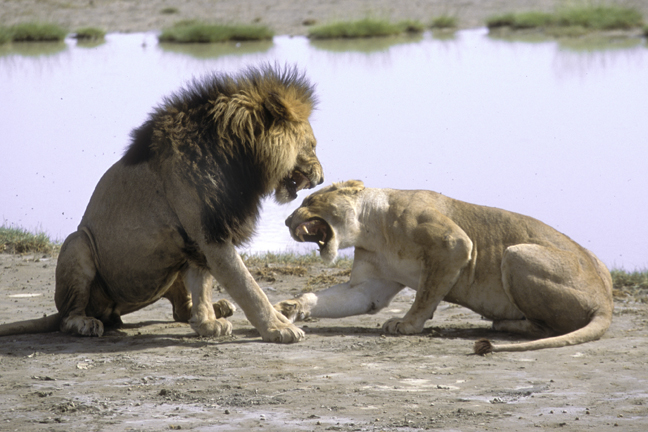 Lion courtship, Ngorongoro Crater, Tanzania