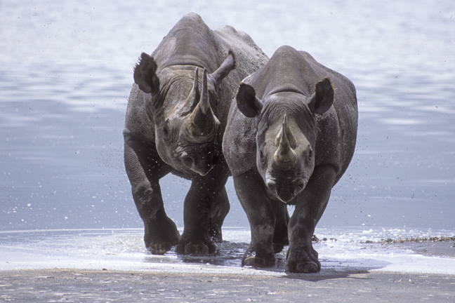 Black rhinoceros sisters, Ngorongoo Crater, Tanzania