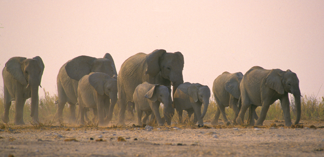 Thirsty Elephants, Etosha Pan, Namibia