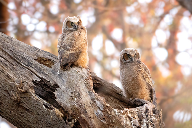 Baby Great Horned owls, Long Island