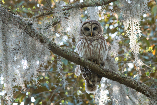 Barred Owl and Spanish Moss, South Carolina
