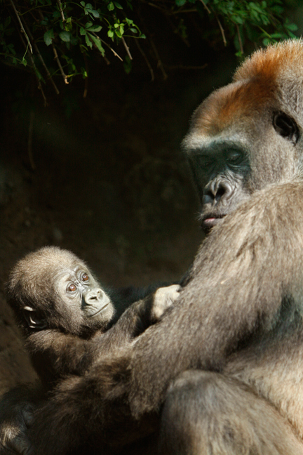 Congo gorilla, Bronx Zoo