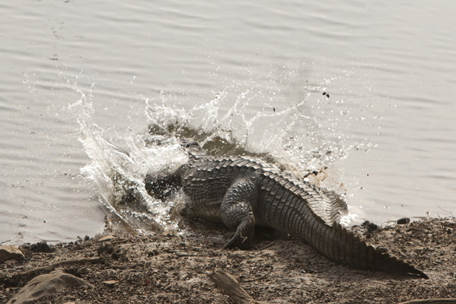 Crocodile Belly Flop, Ranthambore National Park, India 